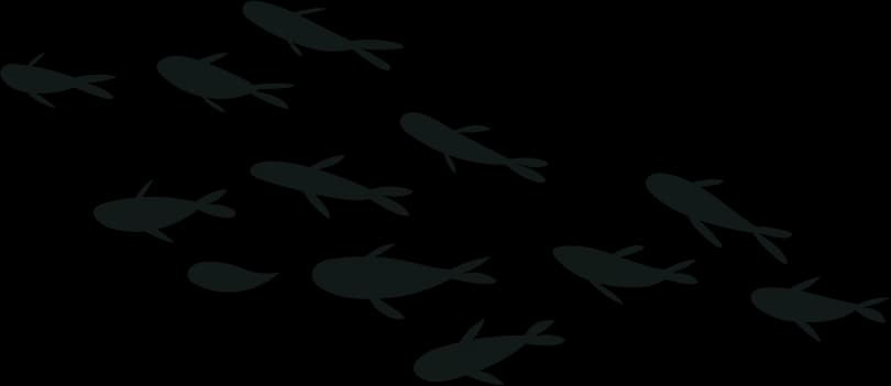 Fish Shoal